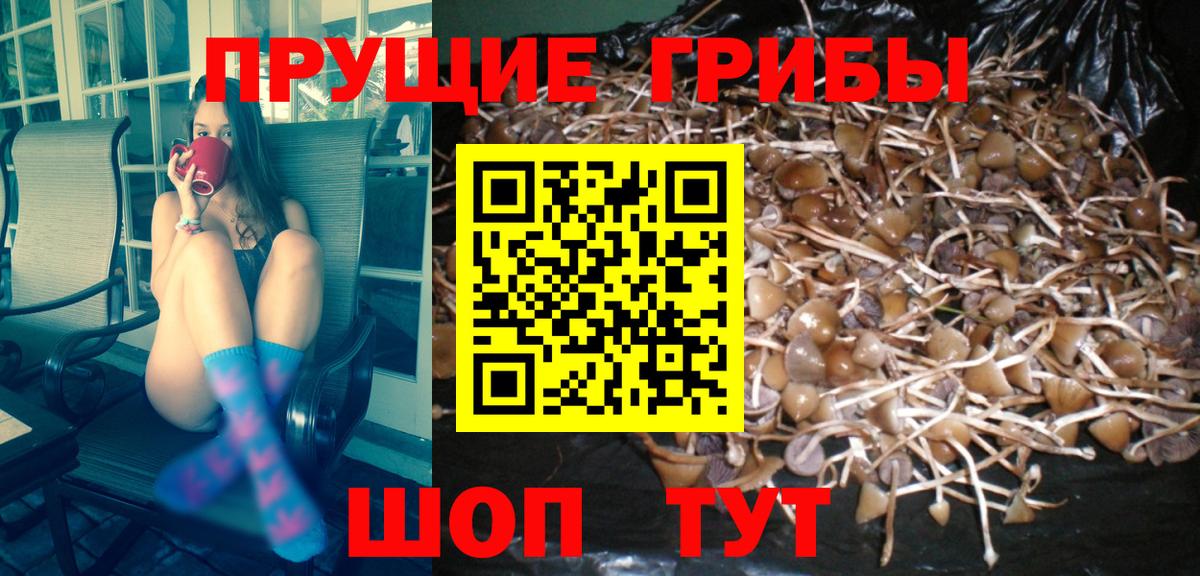 Галлюциногенные грибы Magic Shrooms  Галлюциногенные грибы Psilocybine cubensis  Красноярск 