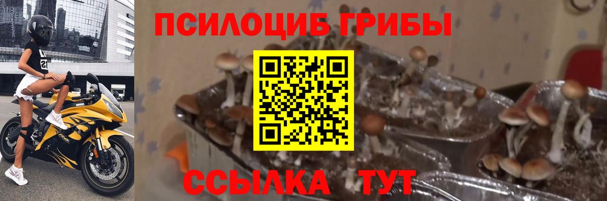 где можно купить наркотик  Вход с VPN  Красноярск  Псилоцибиновые грибы мицелий 